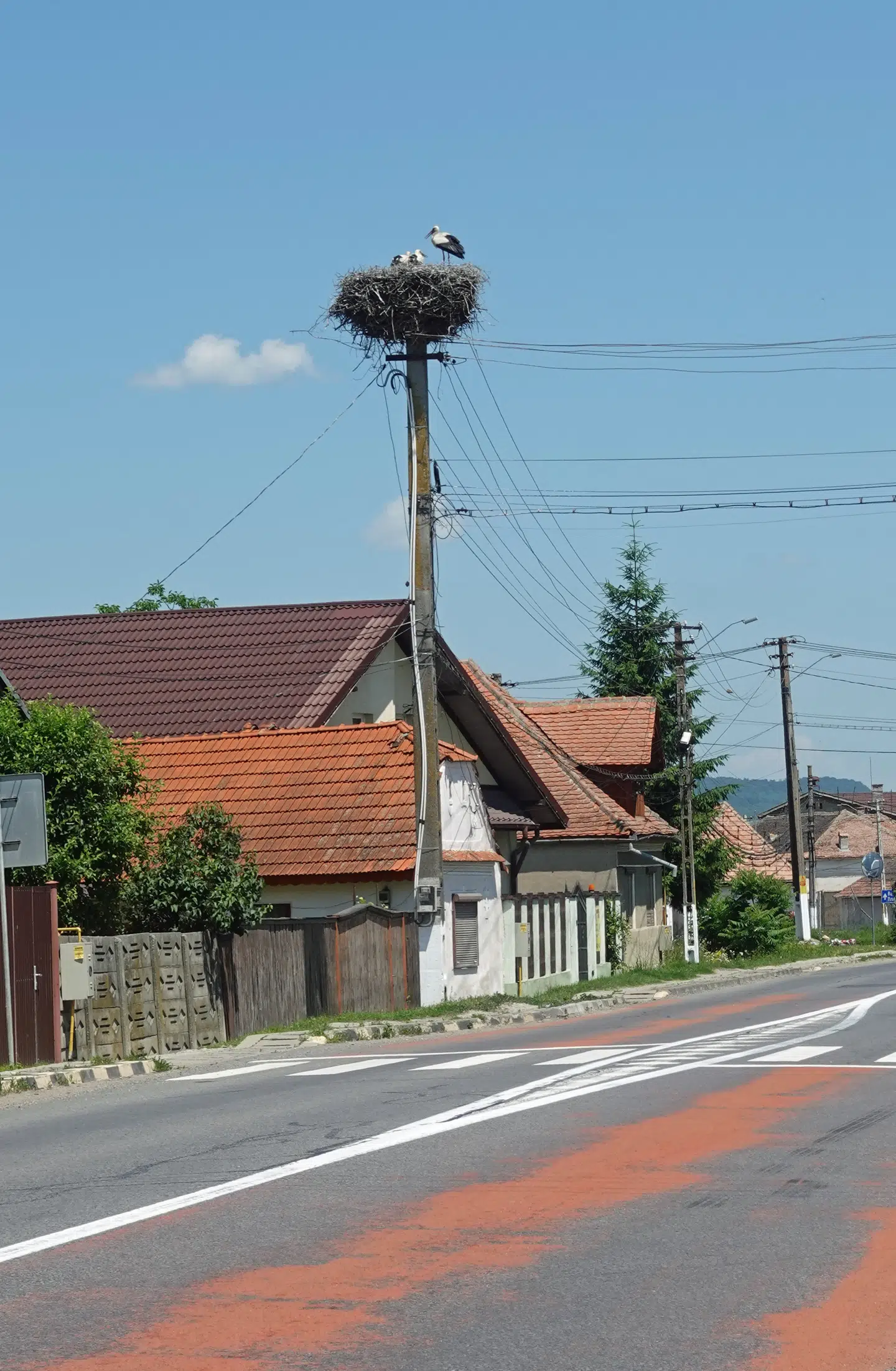 Næsten samtlige provinsbyers lysmaster har besøg af storkepar med unger i rederne.
