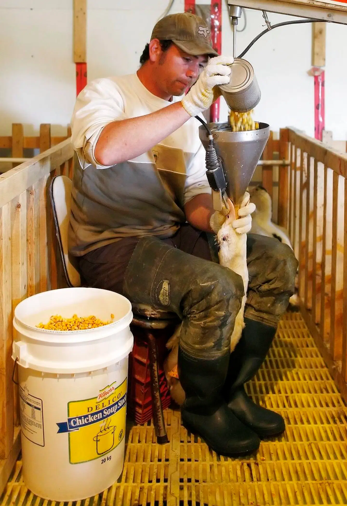 En stor del af verdens foie gras-produktion bliver lavet på ænder og ikke gæs, da ænder kræver mindre mad og vokser hurtigere end gæs. Her er canadisk foie gras-bonde i gang med gavage på en and.
