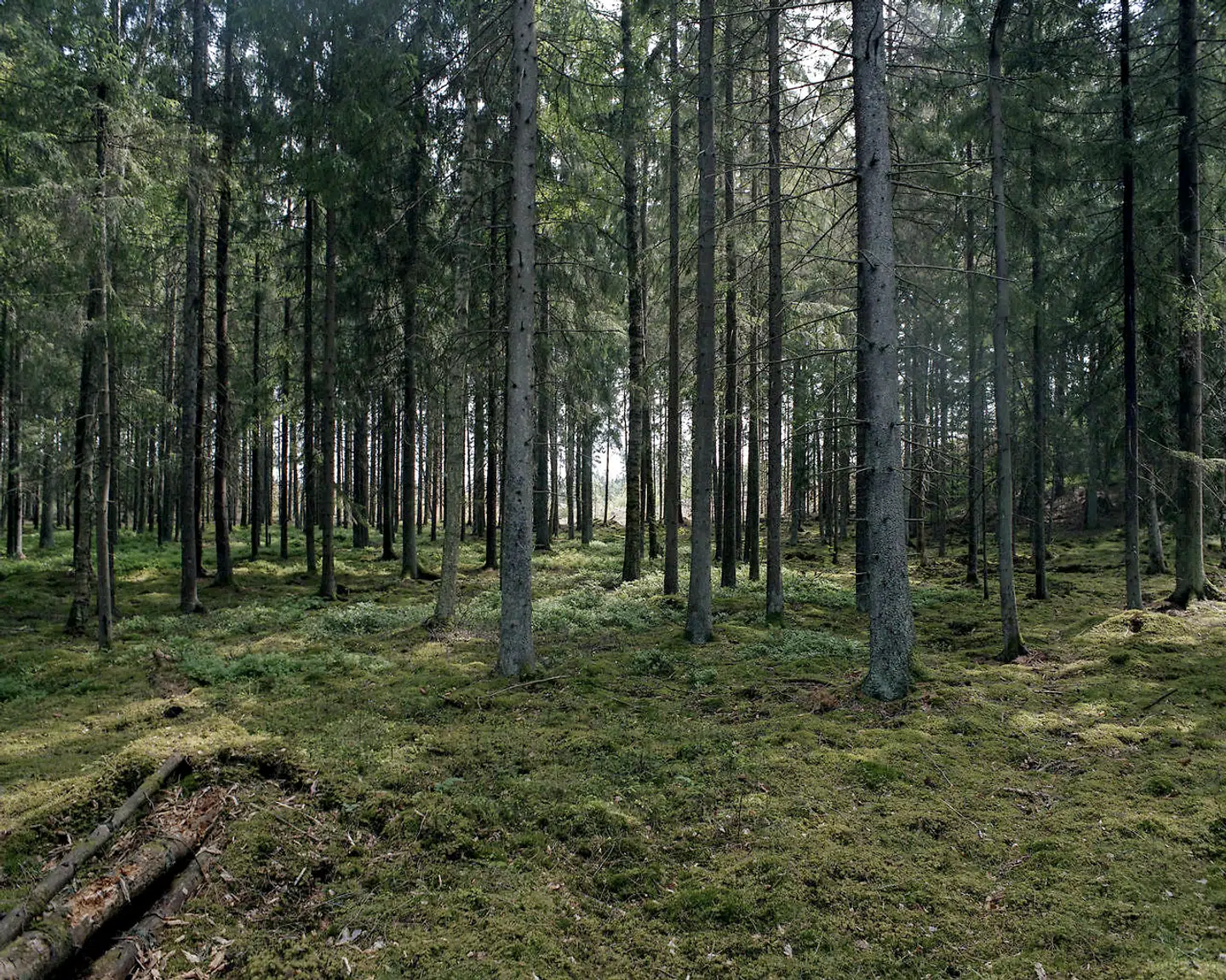På retreatet er der arrangeret to vandreture i den skov, der omgiver ødegården. En af turene er en såkaldt »silent walk«, hvor deltagerne ikke må tale sammen, men blot nyde naturen og stilheden omkring dem.