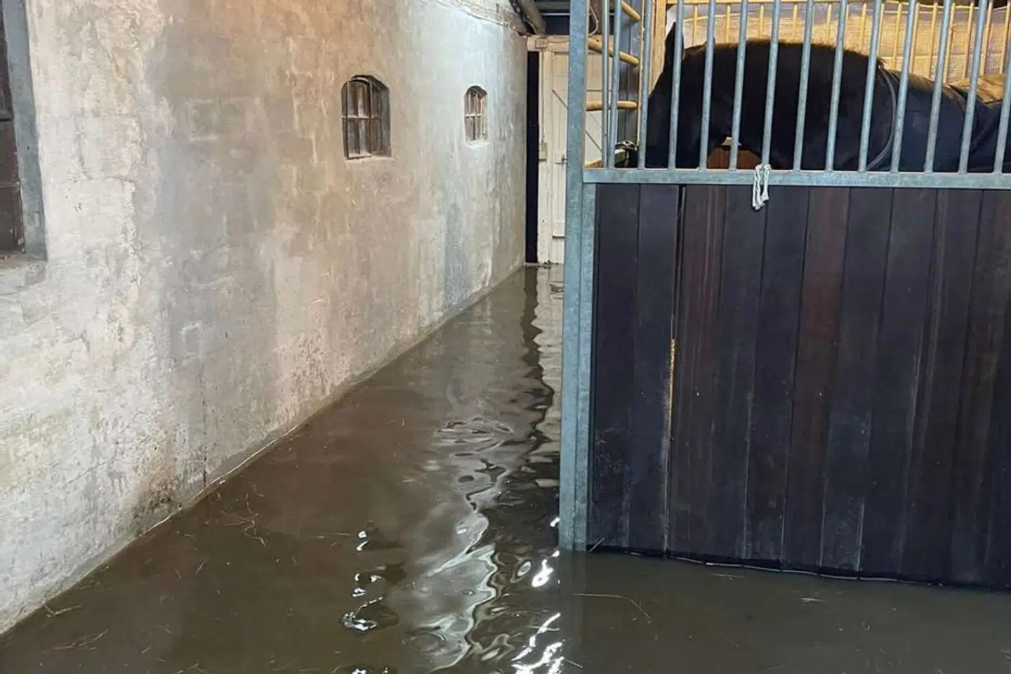 Parrets stalde står under vand.