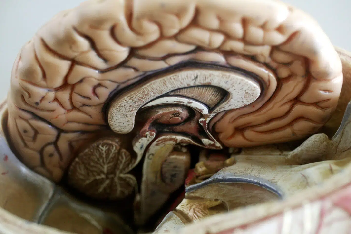 Studiet peger ifølge forsker i retning af, at det er et felt, som bør undersøges mere i fremtiden.