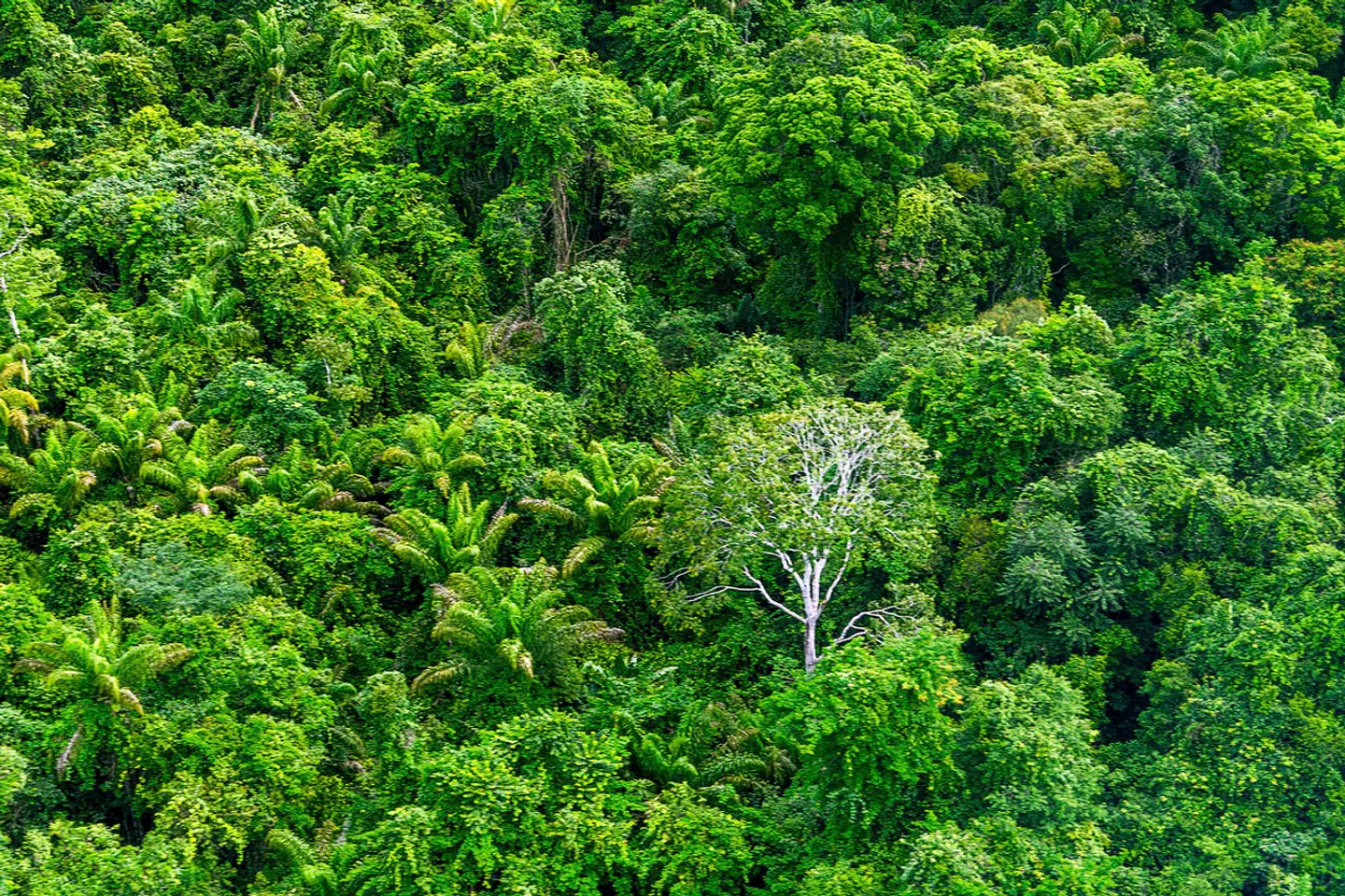 02 January 2023, Brazil, Manaus: Trees standing in the Amazon rainforest, taken from a seaplane. Photo by: Jens B'ttner/picture-alliance/dpa/AP Images