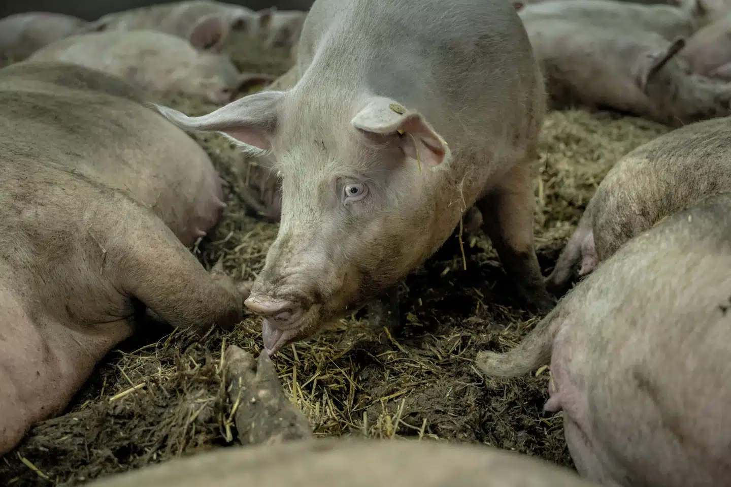 Danish Crown droppede efter kritik udsagnet "dansk gris er mere klimavenlig, end du tror" fra kampagnen. Senere blev også "klimakontrolleret gris" droppet. (Arkivfoto).