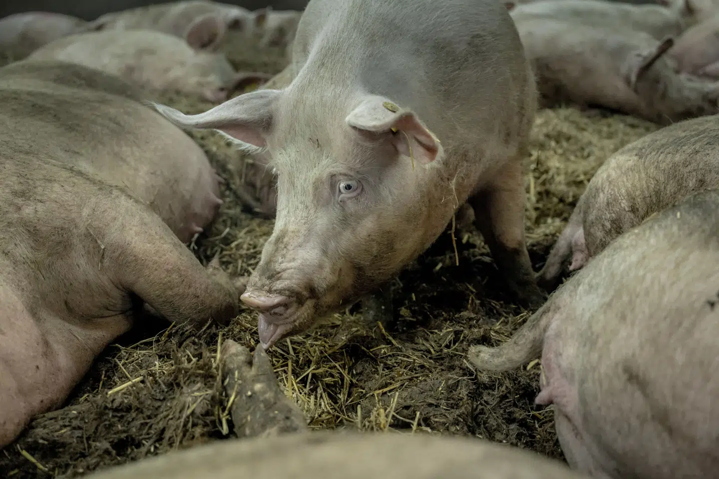 Danish Crown droppede efter kritik udsagnet "dansk gris er mere klimavenlig, end du tror" fra kampagnen. Senere blev også "klimakontrolleret gris" droppet. (Arkivfoto).