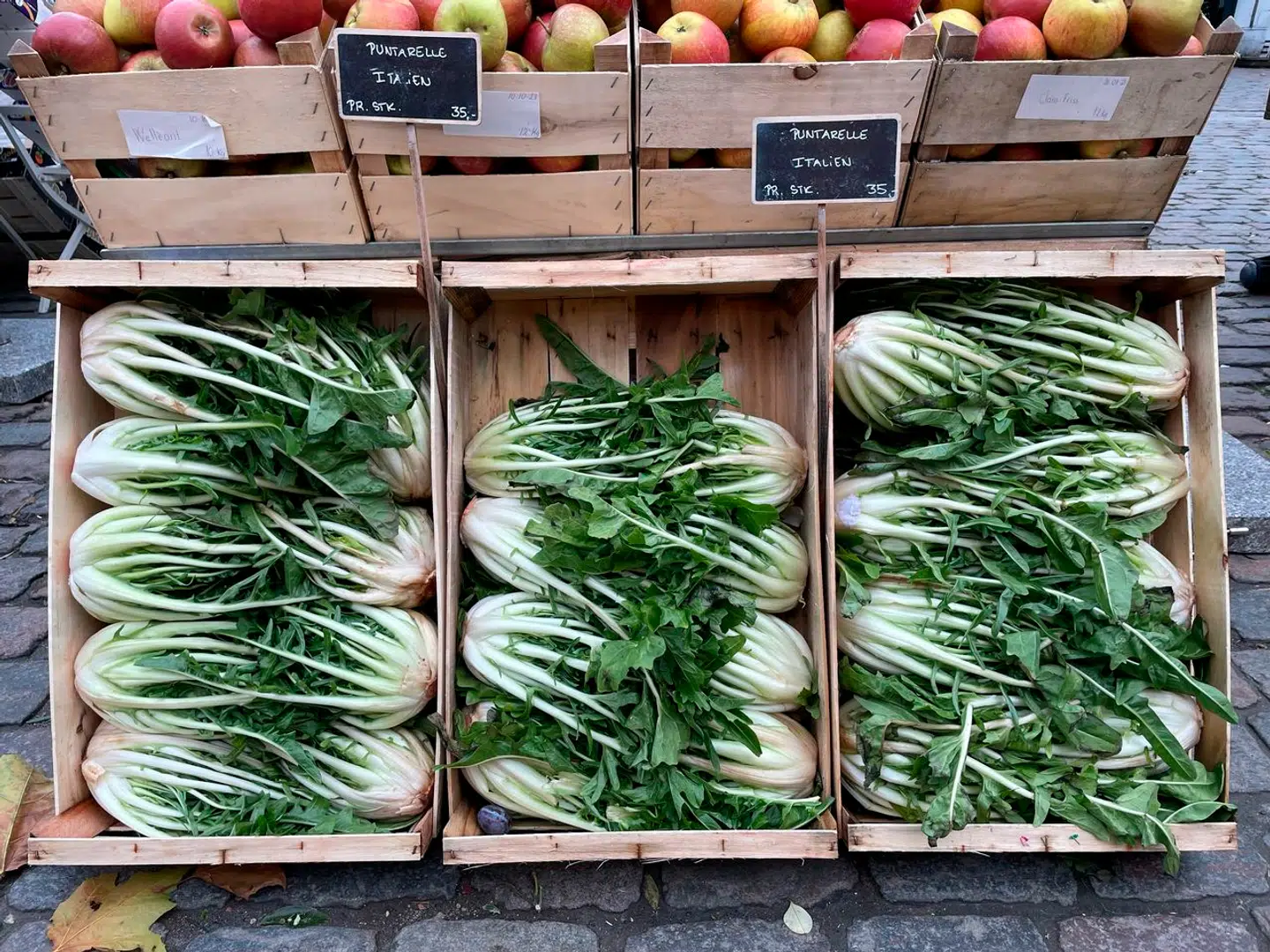 Den italienske vintersalat puntarelle, også kaldet italiensk cikorie. Den bitre og saftige salat er god med skarp og rigelig dressing, gerne med ansjos.