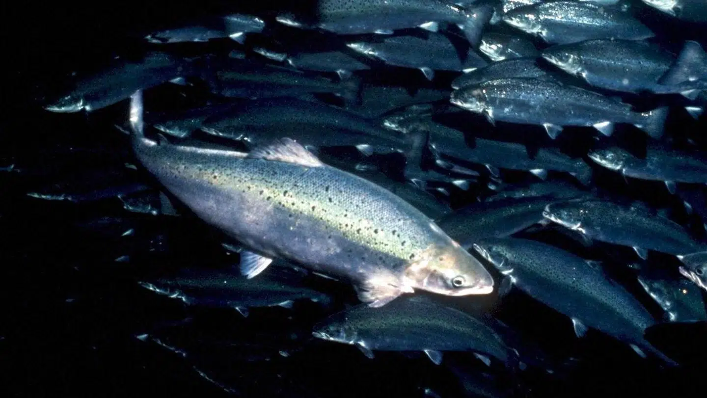 Trods stigende efterspørgsel på laks er industrien ikke uden udfordringer. Her får du Lars Perssons analyse af tre lakse-aktier.