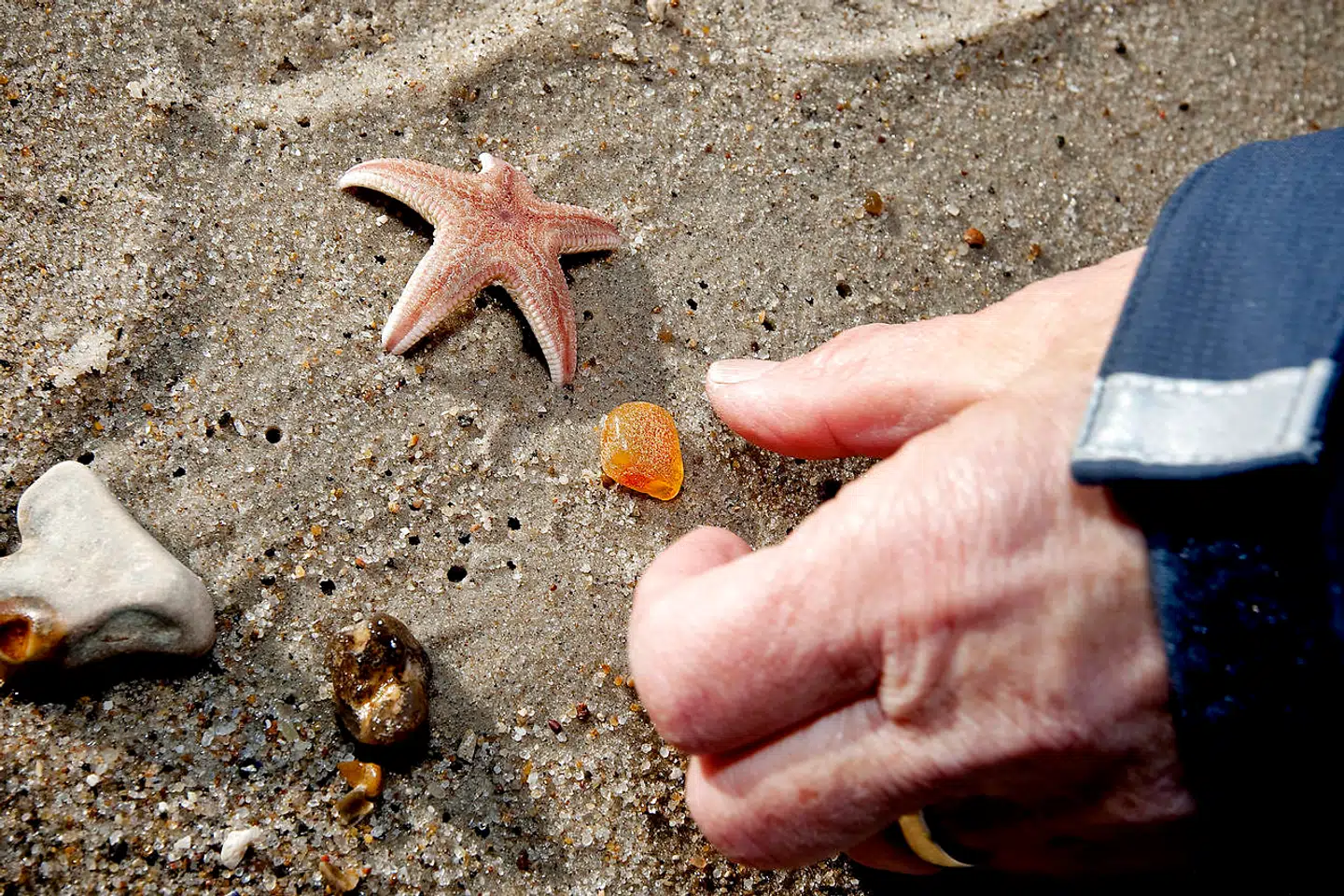 Kystcentret i Thyborøn inviterer til ravsafari. Turen går på stranden, hvor en guide vil sætte gæsterne på sporet af, hvordan man spotter rav og hvor man skal lede. Foto: Morten Melhede