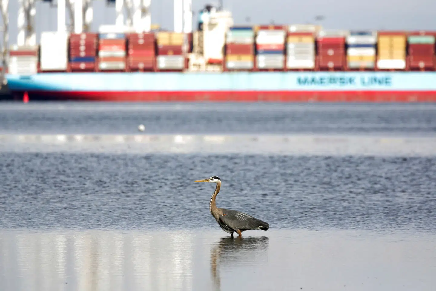 Blandt udfordringerne for Maersk er, at aktiviteten er blevet koncentreret om containertransport baseret på et globalt rutenet, mens man står langt svagere inden for transport på land helt frem til kunden, hvor det er planen at ekspandere. Her ses containerskibet Anna Maersk.