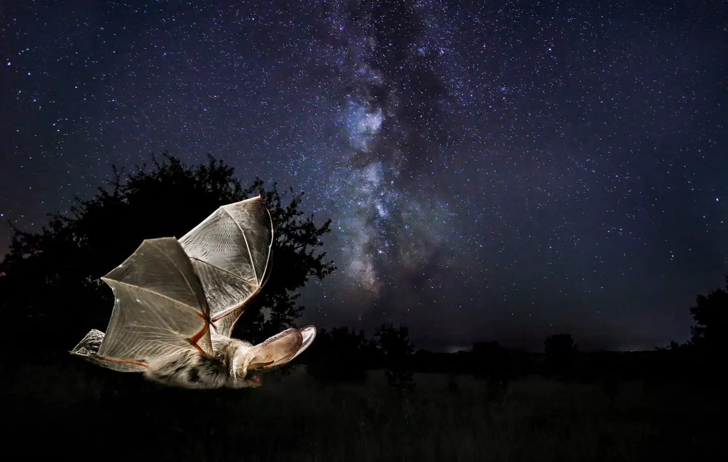 Eptesicus serotinus. Foto: Mario Cea Sanchez, Scanpix