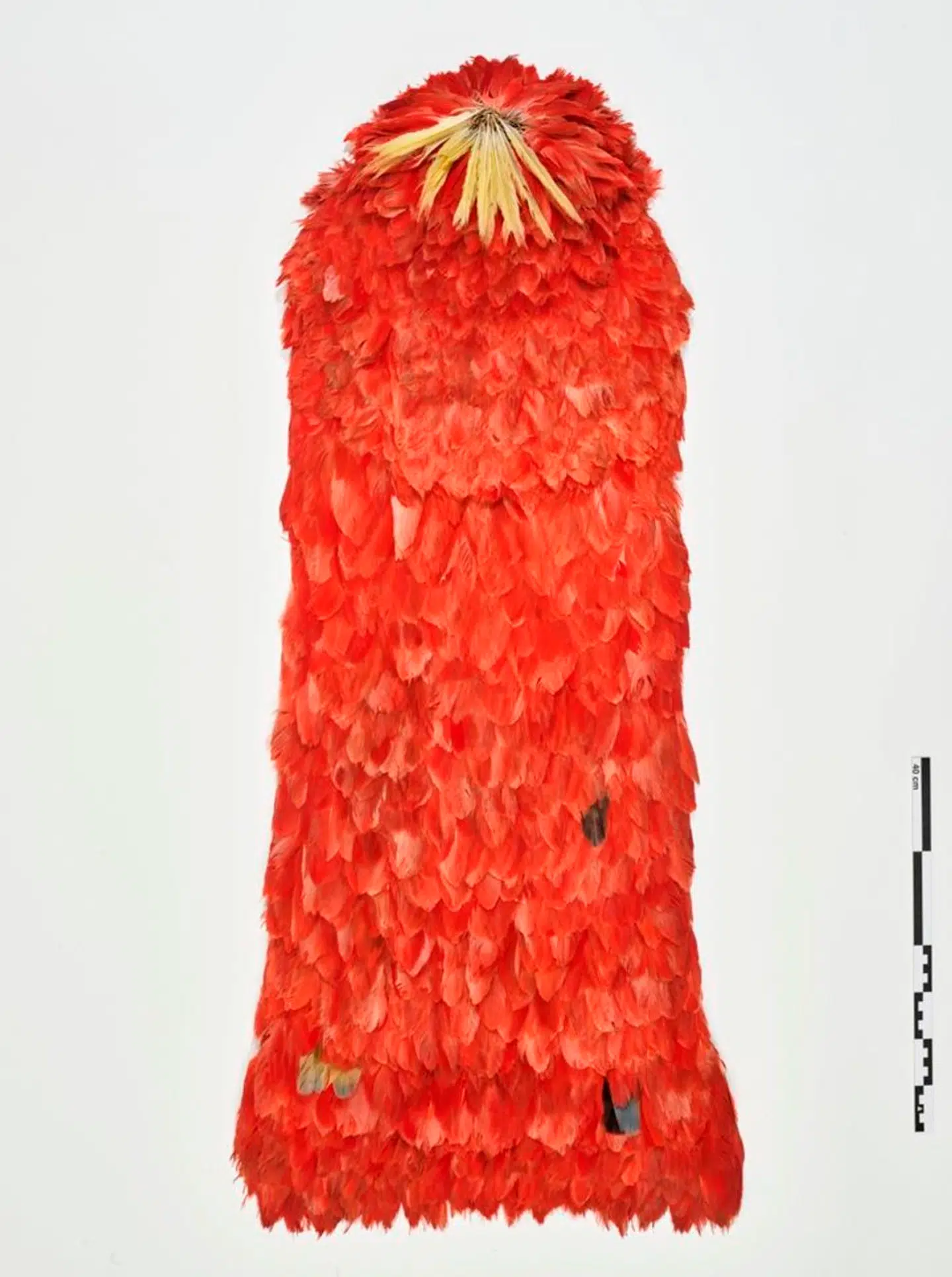 Den brasiliansk fjerkappe af røde ibisfjer, der tidligere i år blev sendt tilbage til Brasilien.