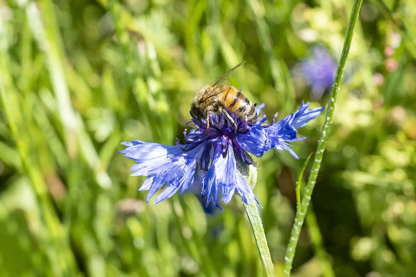 Naturen og biodiversiteten får slet ikke den opmærksomhed, som er nødvendig, mener oppositionen, som reagerer på Biodiversitetsrådets seneste rapport med en appel til regeringen.