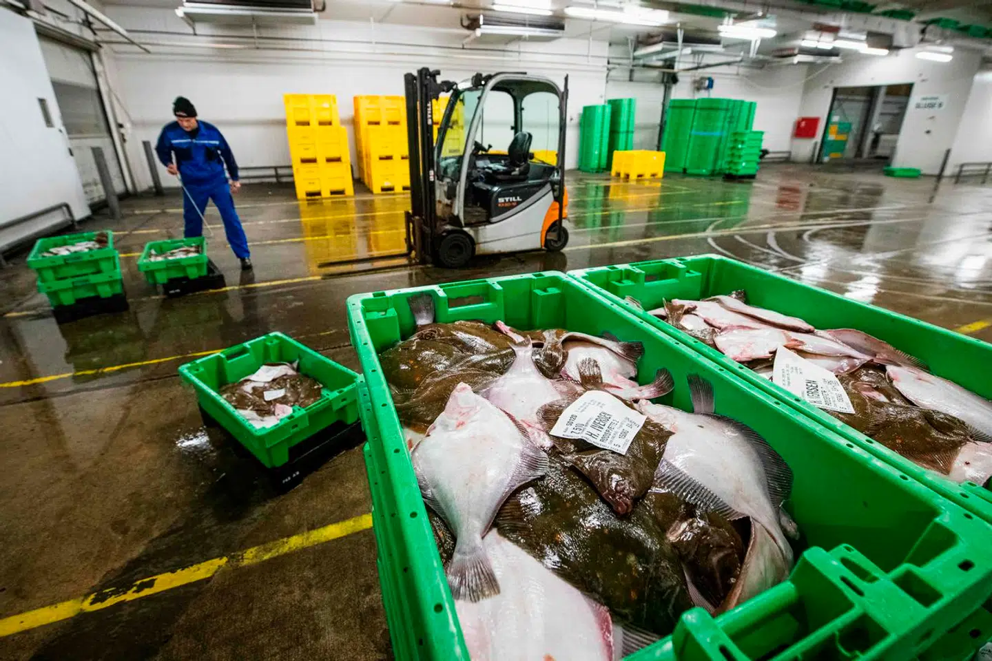 På fiskeauktionen i Thyborøn er der lige nu en stigende efterspørgsel efter blæksprutter. Foto: Jonathan Nackstrand/AFP/Ritzau Scanpix