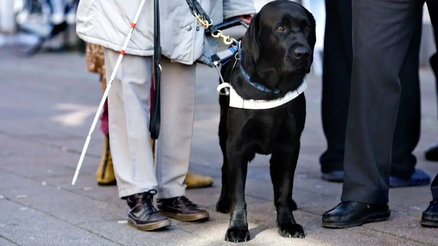 ARKIVFOTO. En blind mand fik afvist sin førerhund på en restaurant. Det kaster nu en erstatning af sig.