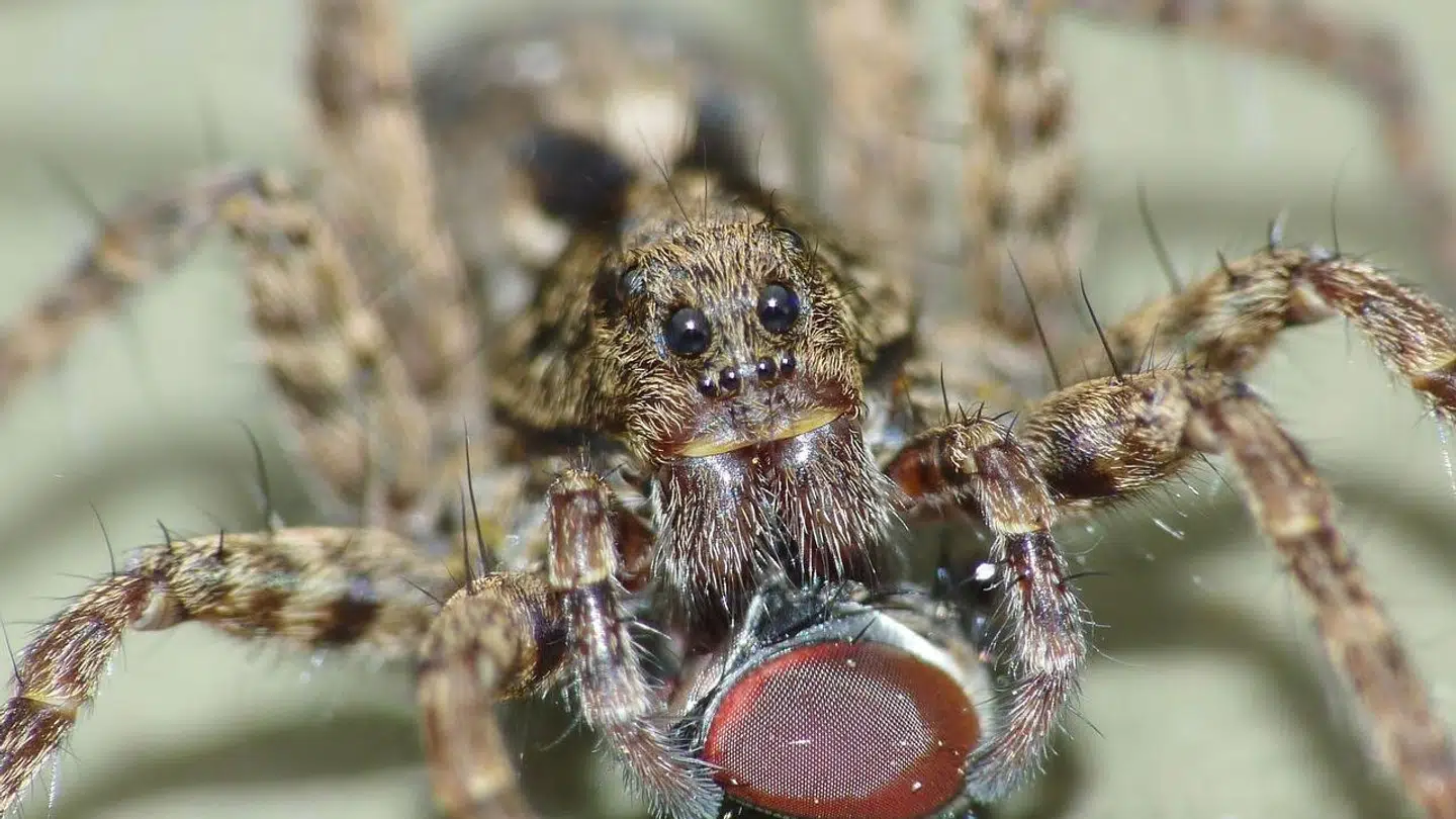 Et er at blive bidt af en ulveedderkop, men Colin Blake måtte sågar sande, at den også havde lagt æg i hans tå.