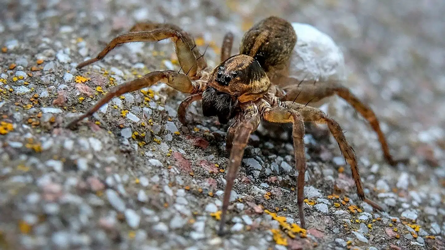 Der er mange ulveedderkopper i Marseille, hvortil de kommer med fragtskibe.