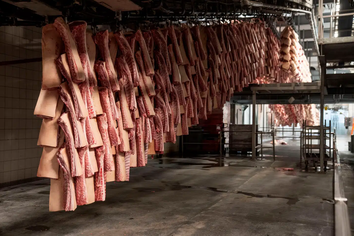 Lobbyister fra kødindustrien og store kødproducenter vil påvirke klimatopmødet. (Foto: Bo Amstrup/Ritzau Scanpix)