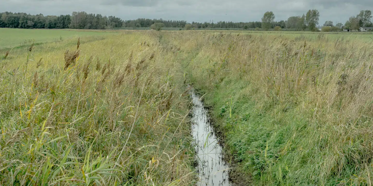 Landbrugets gødning sender kvælstof ned i jorden og videre med vandløb ud i havet. Her giver det næring til de skadelige alger, der forårsager iltsvind.