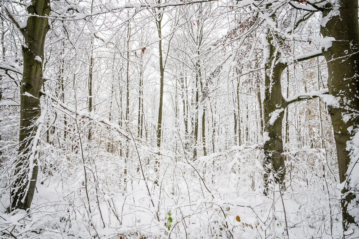 Er du rigtig gklog: Hvad ved du om sne, vinter og kulde? (Foto: Mads Claus Rasmussen/Ritzau Scanpix)