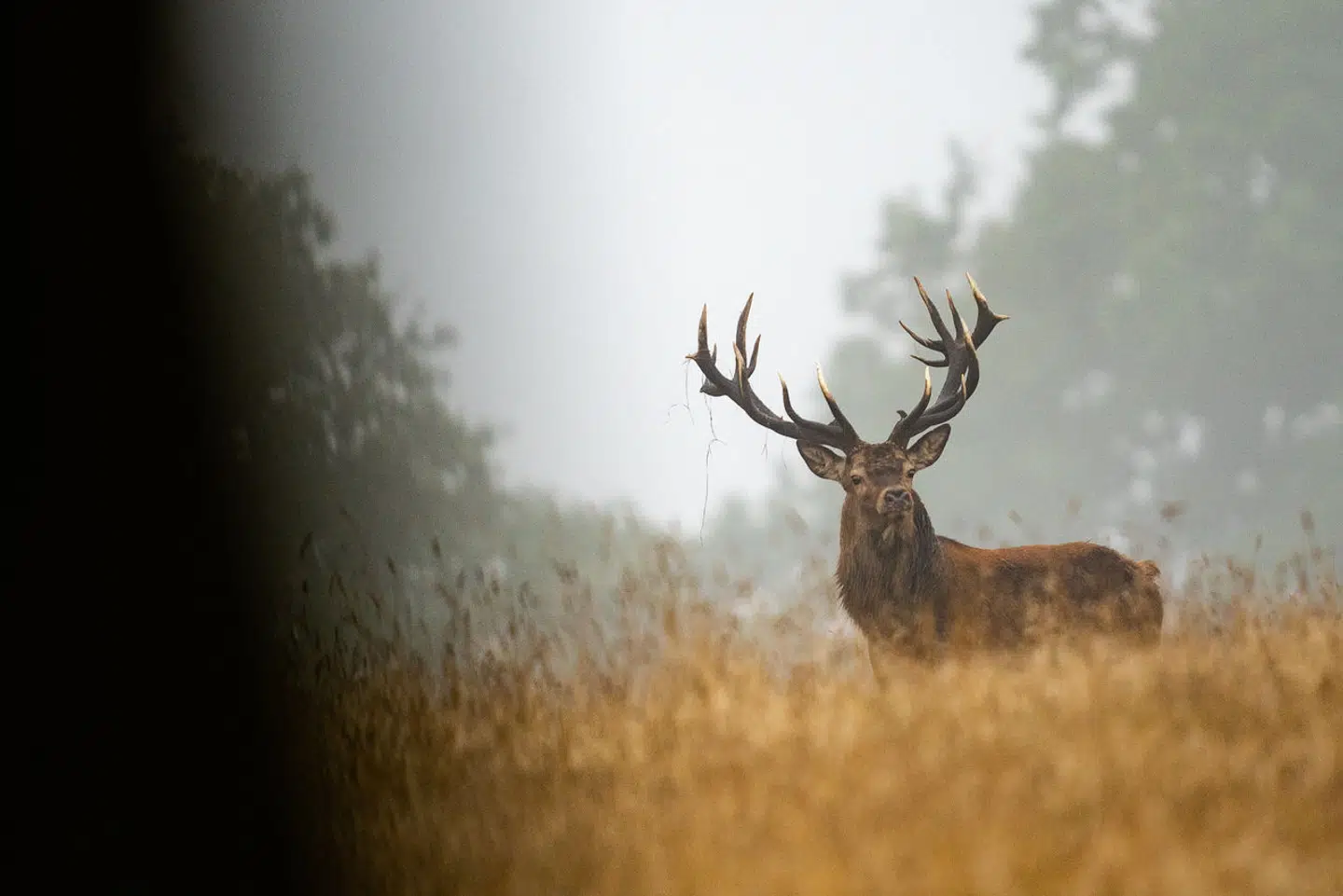 Der bliver snart mere plads at boltre sig på for kronvildtet nord for København.