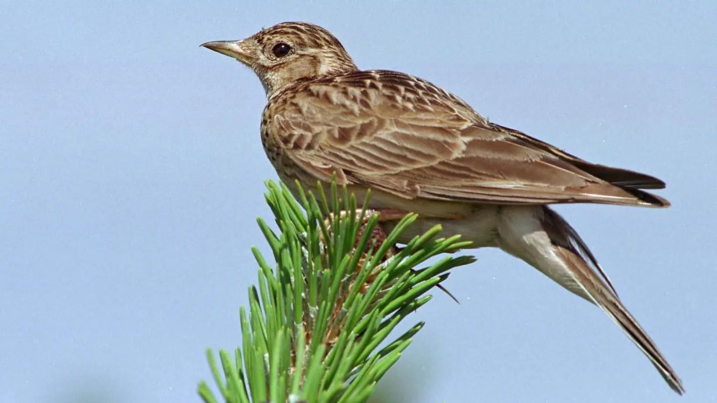 Sanglærke (Alauda arvensis ) i toppen af et fyrretræ.