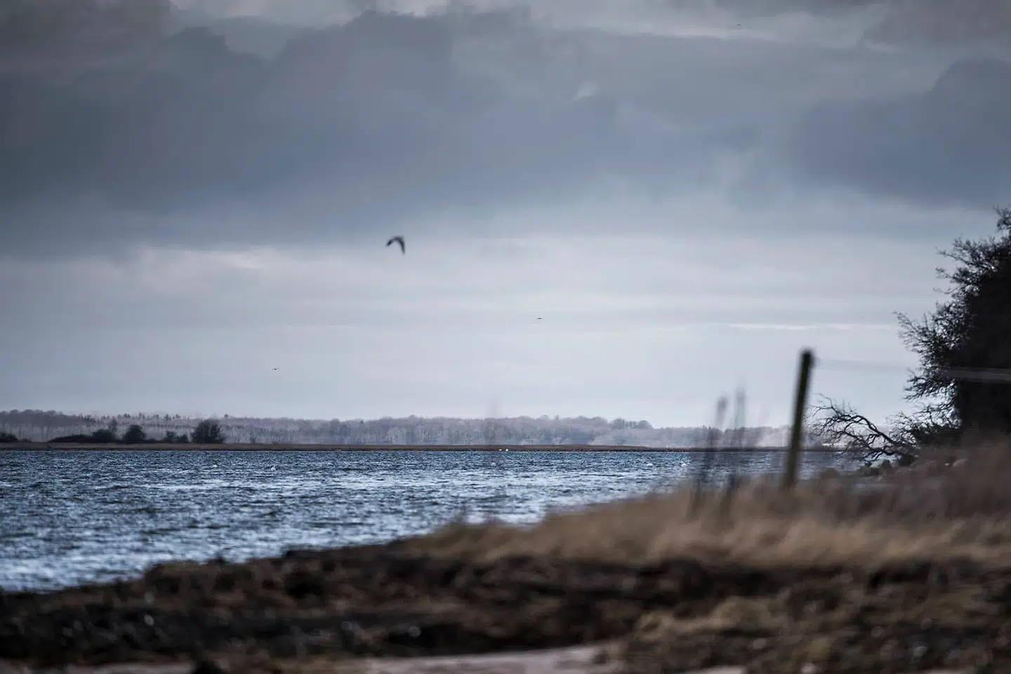 Miljøbilleder fra Roskilde fjord ved udløbet af Havelse å mellem Frederikssund og Frederiksværk