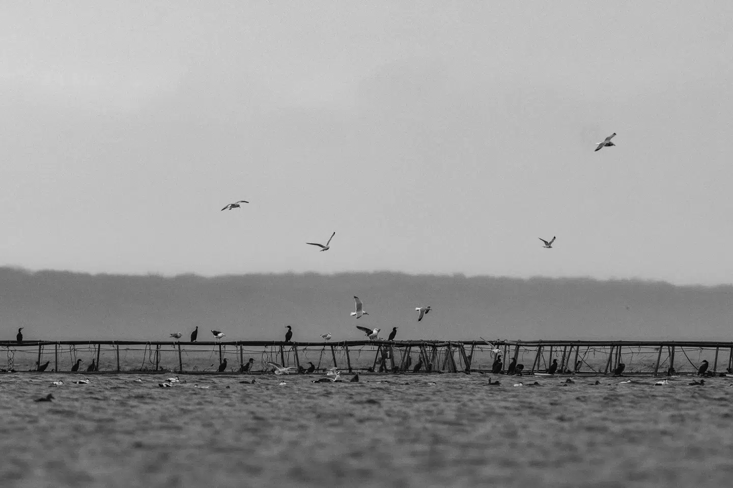 Hjarnø Havbrug A/S er torsdag fundet skyldig i at have produceret flere fisk og udledt flere næringsstoffer til havet, end det havde tilladelse til. (Genrefoto).