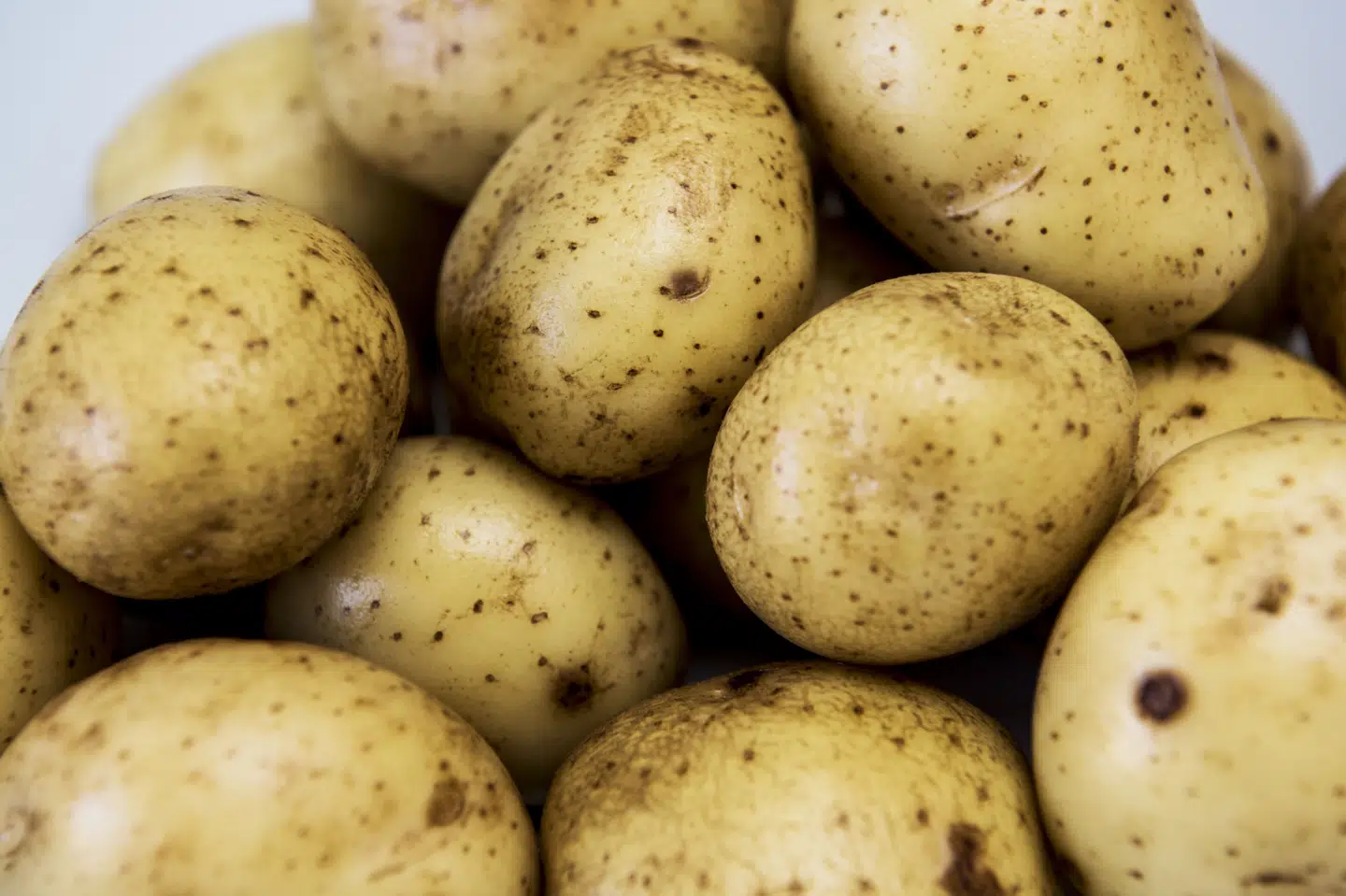 I flere år i træk har danske kartoffelavlere fået dispensation til at bruge et sprøjtemiddel, der ellers er forbudt i EU. Nu har Danmarks Naturfredningsforening fået udarbejdet et juridisk notat om sagen for foreningen. (Arkivfoto).