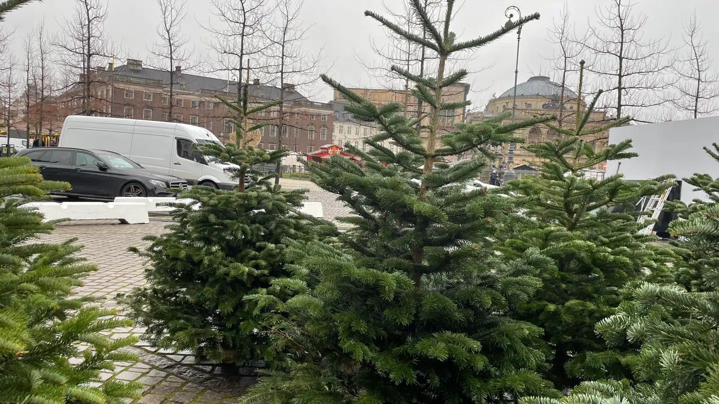 Her ses det grantræ på 200 centimeter hos forhandleren på Kongens Nytorv i København. Pris: 500 kroner. Altså det dobbelte af prisen i Esbjerg.