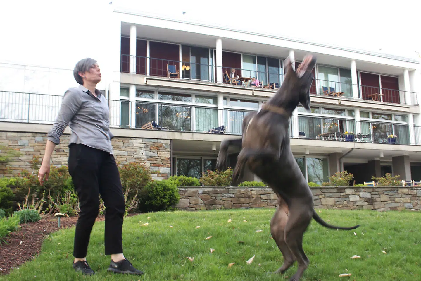 USA-ambassadør Lone Dencker Wisborg med sin granddanois »Cæsar« i den danske ambassades have i Washington. Cæsar tiltrækker sig så meget opmærksom, når hun går tur med den, at amerikanere springer ud af deres biler for at spørge om lov til at tage selfies med »den store dansker«.