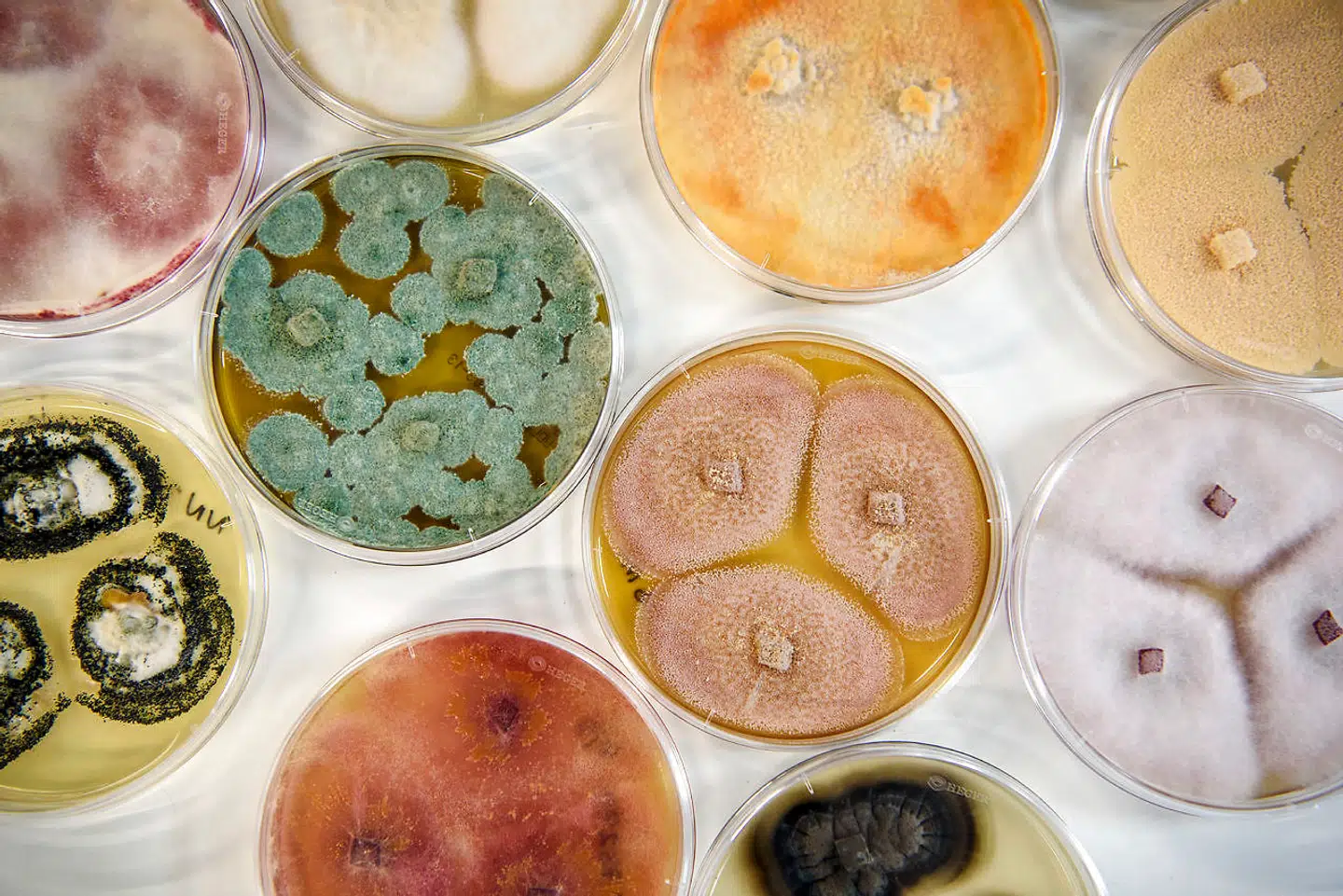 En dansk biosciencevirksomhed skyder i vejret på aktiemarkedet. Virksomheden, der blandt andet andet udvikler ingredienser til fødevarebranchen, producerer kulturer, enzymer og probiotika.