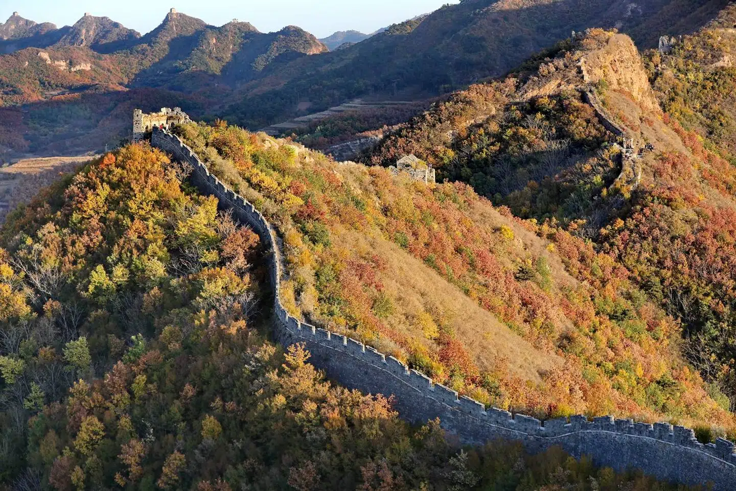 Bioskorpen, som dækker store dele af den kinesiske mur, ser ud til at gøre den mere holdbar. Foto: Cao Jianxiong, Scanpix