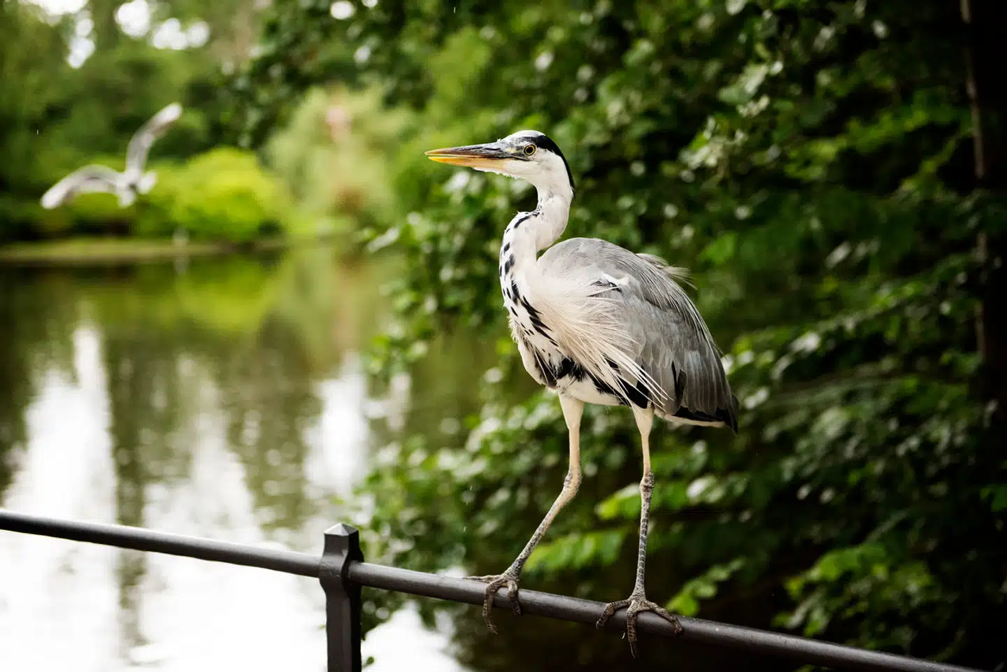Hejrekolonien har boet i Frederiksberg Have i over 40 år.