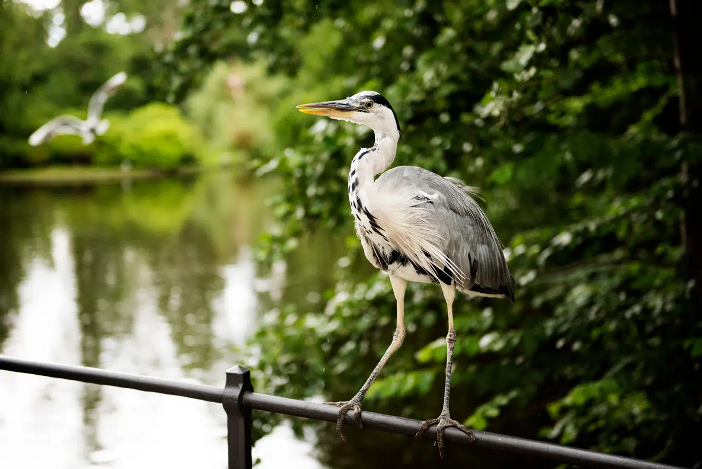 Hejrekolonien har boet i Frederiksberg Have i over 40 år.
