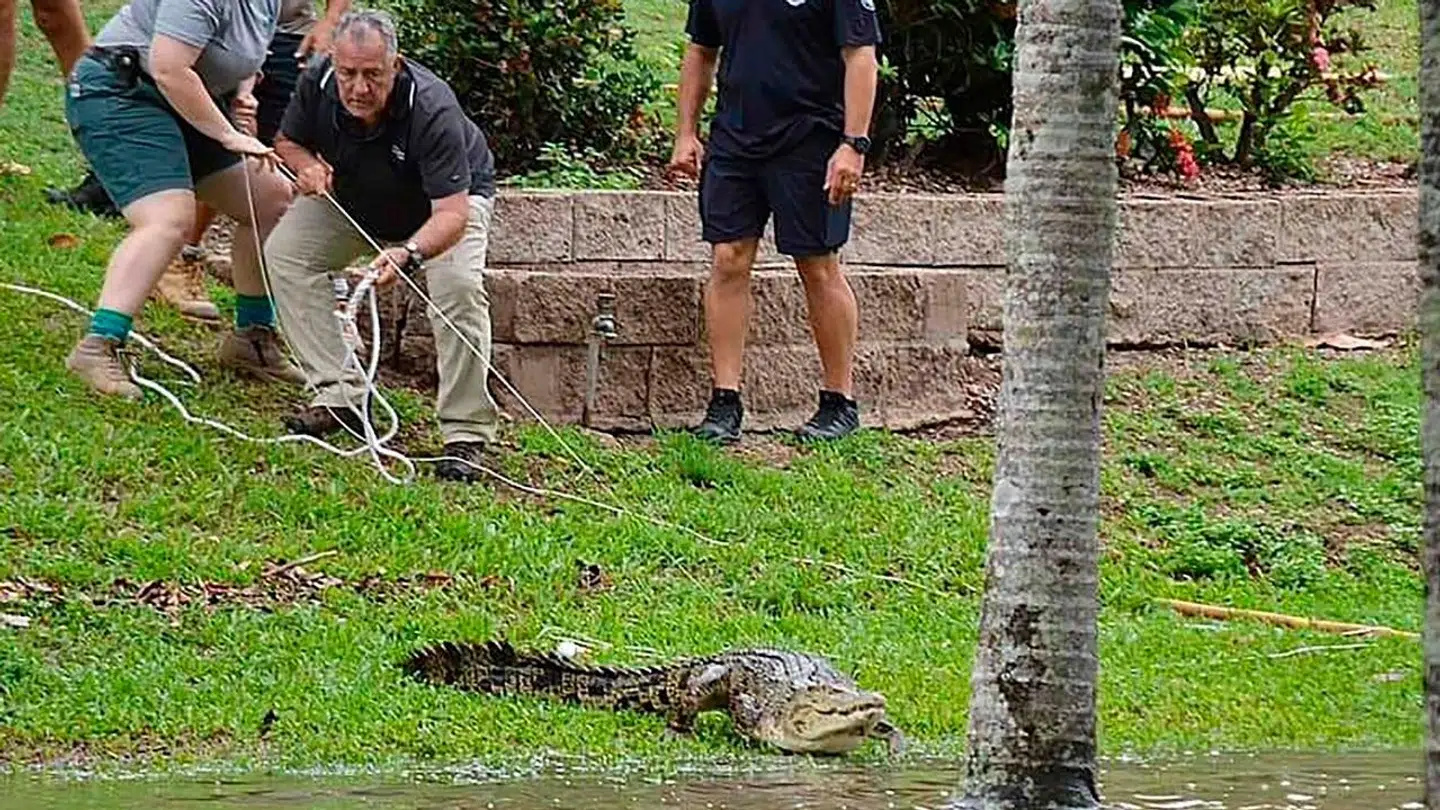 De store mængder vand har fået krokodiller til at søge ind i byernes floder.