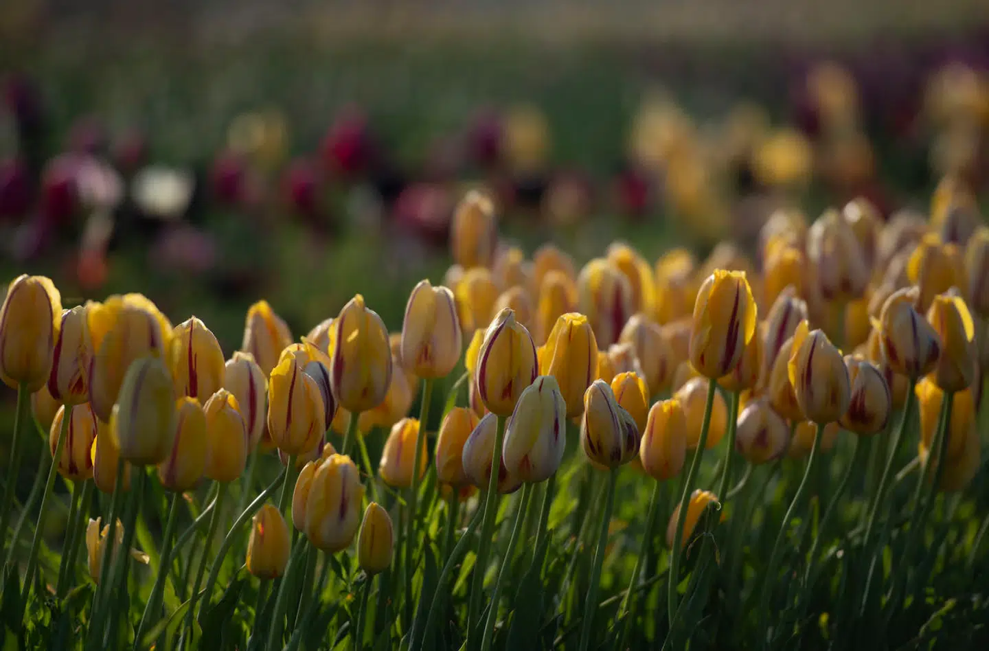 En kunde blev automatisk tilmeldt blomsterleverandørens nyhedsbrev, og det har nu kostet dem dyrt. (Arkivfoto)
