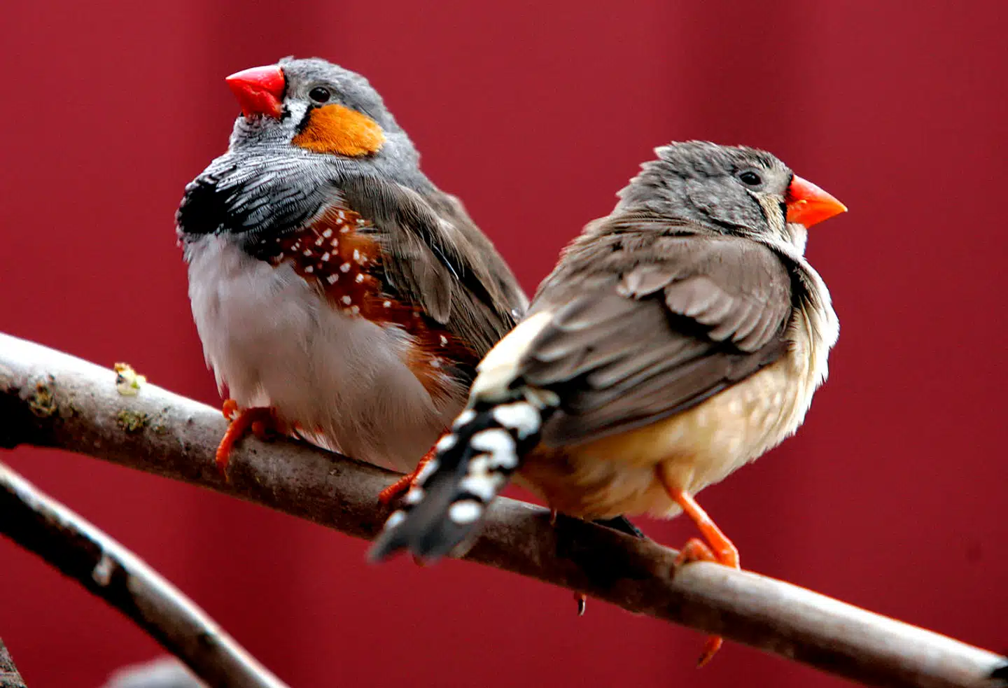 Zebrafinken er en af de sangfugle, der holder stemmen veltrænet med flere timers kvidren hver dag.