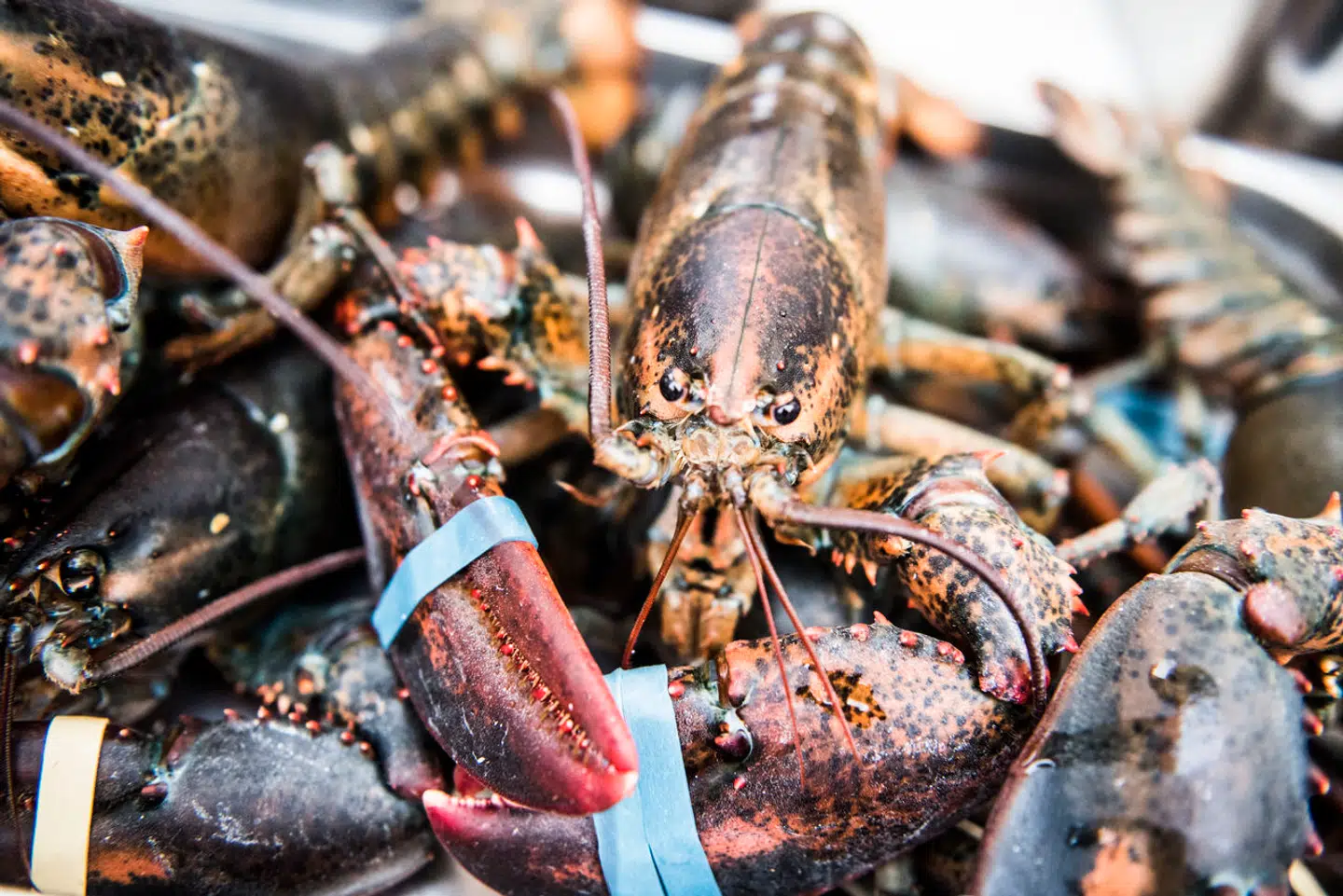 Hummer er en klassisk nytårsspise. Berlingskes gastronomiredaktør foreslår en nytårshaps med det eftertragtede skaldyr, som oprindeligt stammer fra arbejderklassen på den amerikanske østkyst. (Foto: Ólafur Steinar Gestsson/Scanpix 2016)