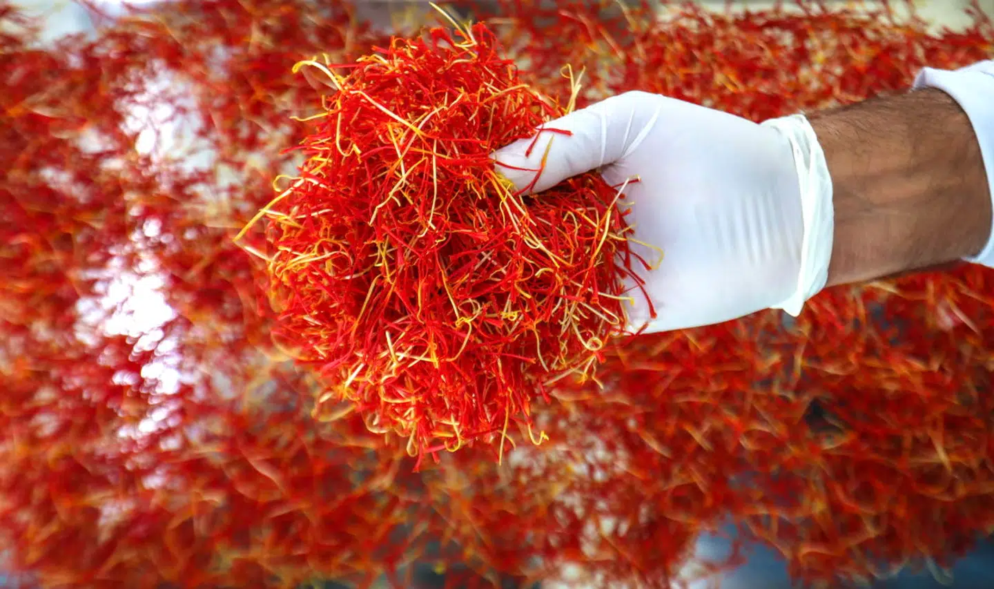 En håndfuld af »ørkenens guld« og mere og mere sin vægt værd i guld.