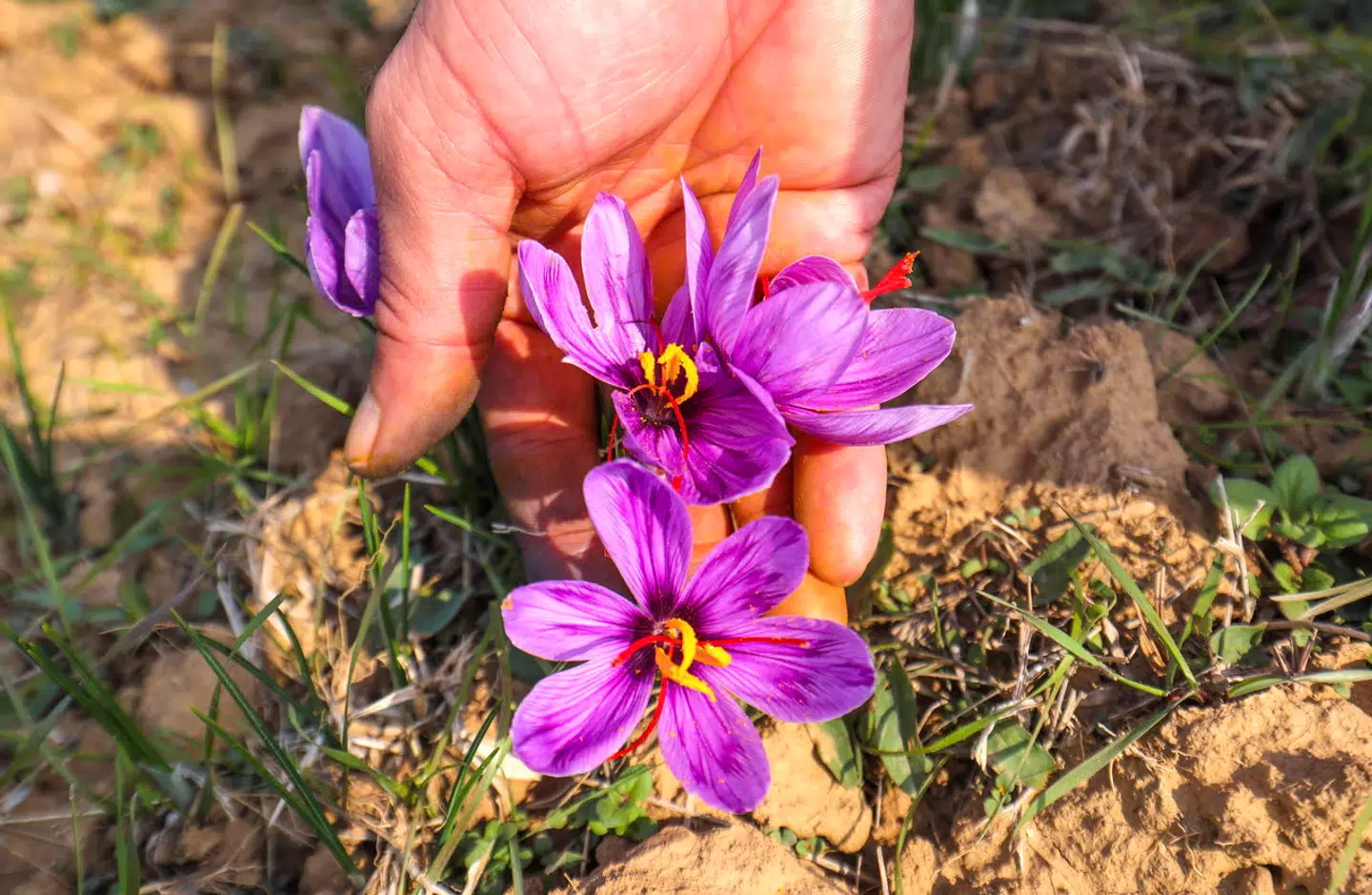Safran udvindes af støvdragere fra safrankrokus. Her ses de på en mark i Pampore i den indiske delstat Kashmir, som er et af de få steder i verden, hvor der dyrkes safran.