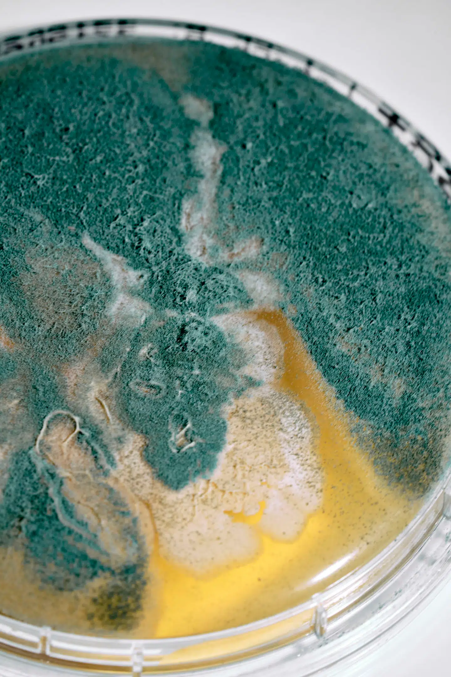 I 2023 fandt Rigshospitalet ud af, at skimmelsvampen Aspergillus fumigatus voksede på kræftafdelingen for børn. Forskere er særligt bekymret for netop den svamp, da den både kan vokse i mennesker og er begyndt at udvikle resistens, så patienter, der bliver syge af svampen, ikke kan behandles med den medicin, vi har til rådighed.