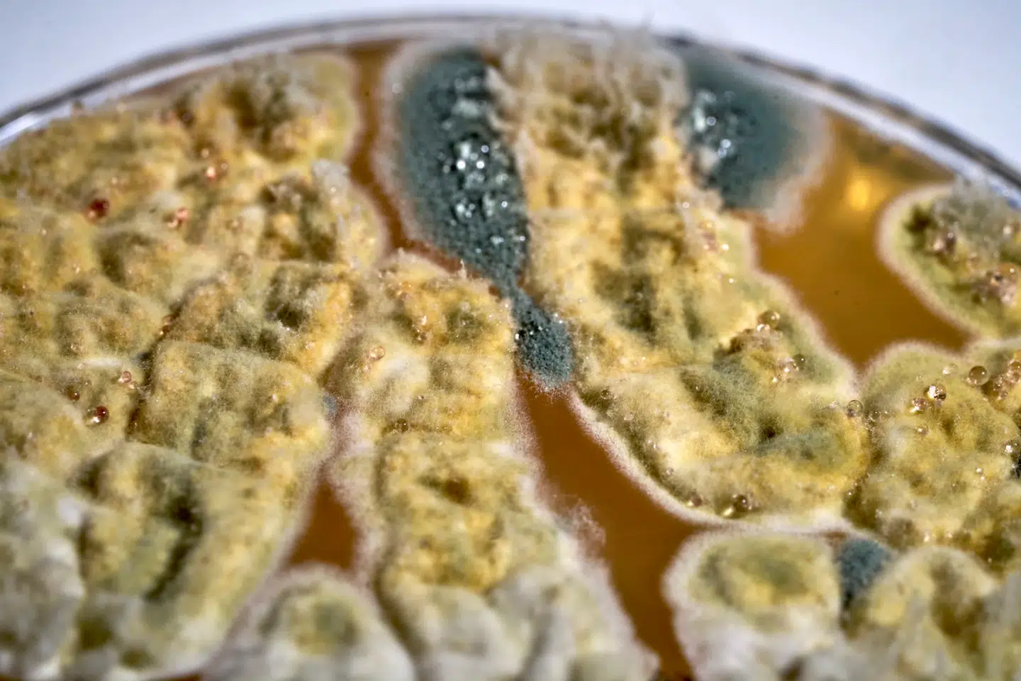 Svampen Aspergillus versicolor, der her vokser i en petriskål, udskiller ifølge Sundhedsstyrelsen mange svampegiftstoffer. Den kan give udslæt, åndedrætsbesvær og løbende næse. På Rigshospitalet er den fundet på både barselsafsnittet, afdelingen for transplanterede børn og på afdelingen for leukæmipatienter.