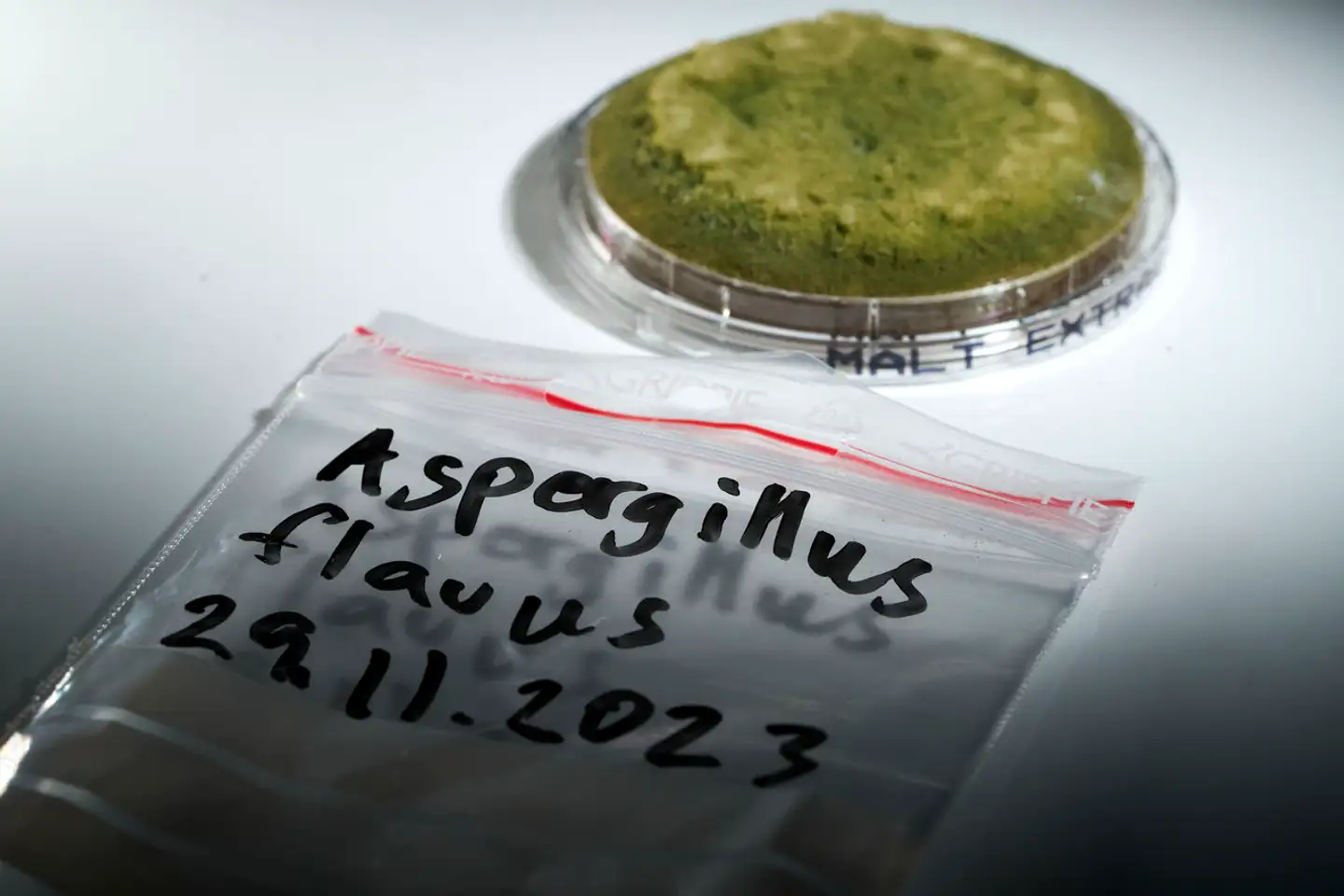 I årene 2017-2019 oplevede Rigshospitalet, at flere børn end normalt fik infektioner med svampen Aspergillus flavus, der vokser i petriskålen her. Flere af børnene var syge af svampe, der, baseret på deres gener, så ud til at stamme fra det samme sted. Det vurderer eksperter, Berlingske har talt med. Det kan dog ikke endegyldigt bevises.