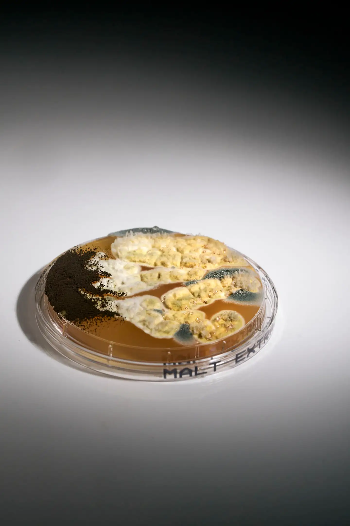 En af de svampe, der er fundet på Rigshospitalet, hedder Aspergillus versicolor. Sammen med svampene Penicillium chrysogenum og Stachybotrys chartarum er det oftest denne svamp, der giver allergiske reaktioner. Alle tre svampe er fundet på afdelinger med sårbare patienter.