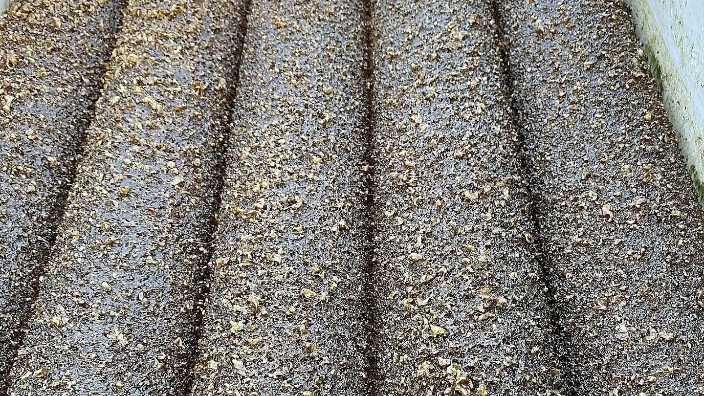 Et eksperiment har fået forskere til at vrimle til Møn.