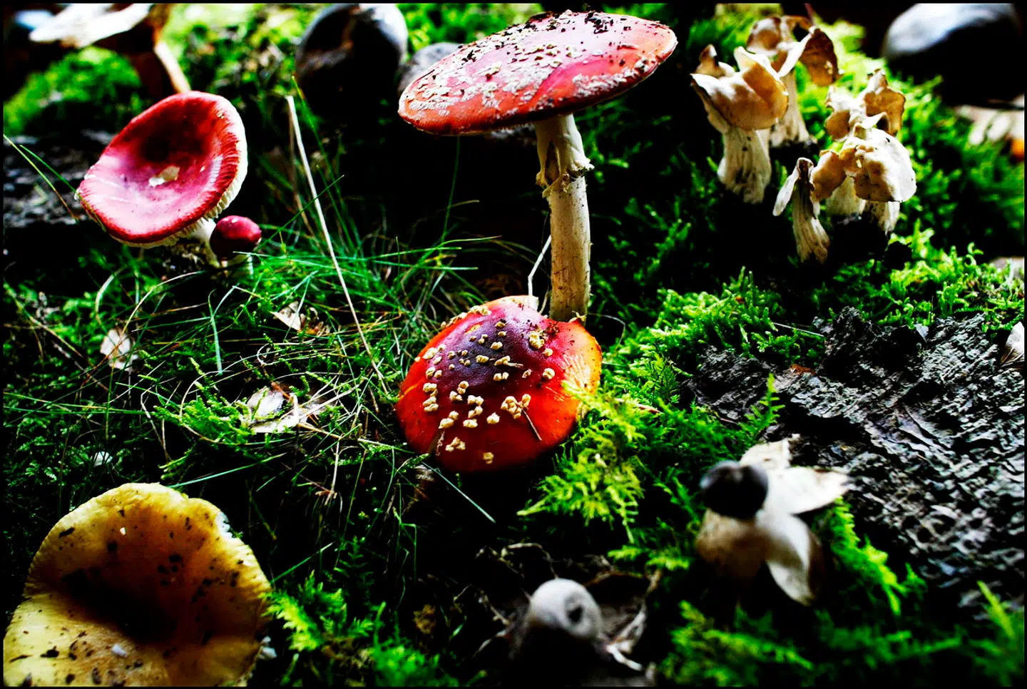 Det er ikke alle svampe, man kan tage med hjem i køkkenet. Eksempelvis skal man nøjes med at kigge på disse røde fluesvampe.