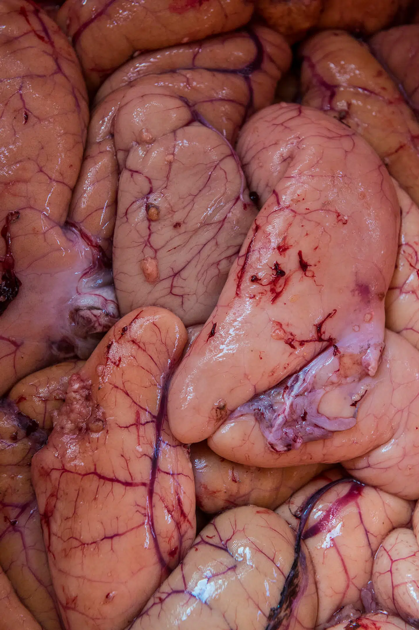 Frisk torskerogn fra kutteren Jamik i Vedbæk havn.