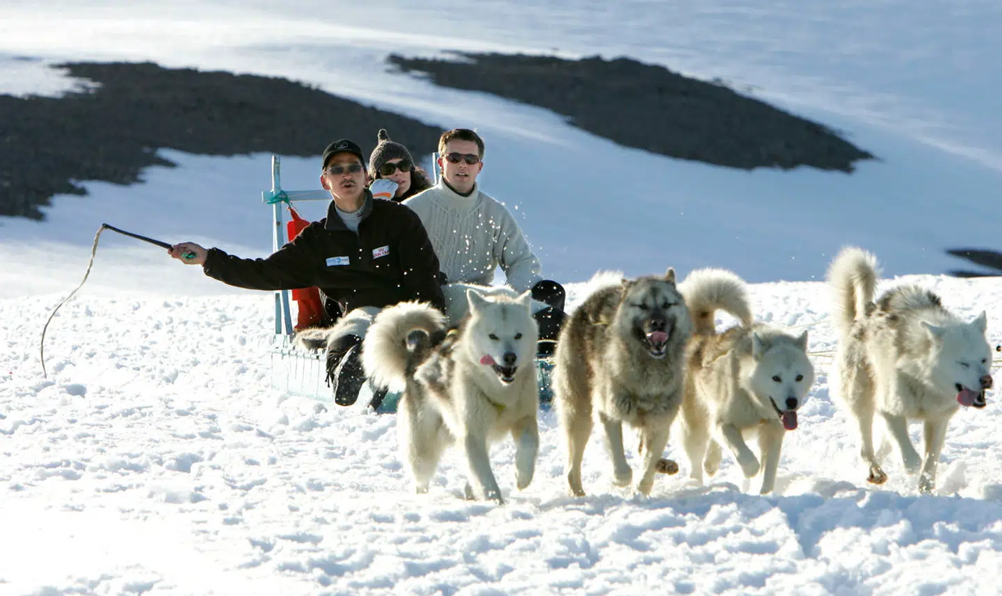Hundeslædekørsel på Lyngmarksbræen. Her Kronprins Frederik og Kronprinsesse Mary.