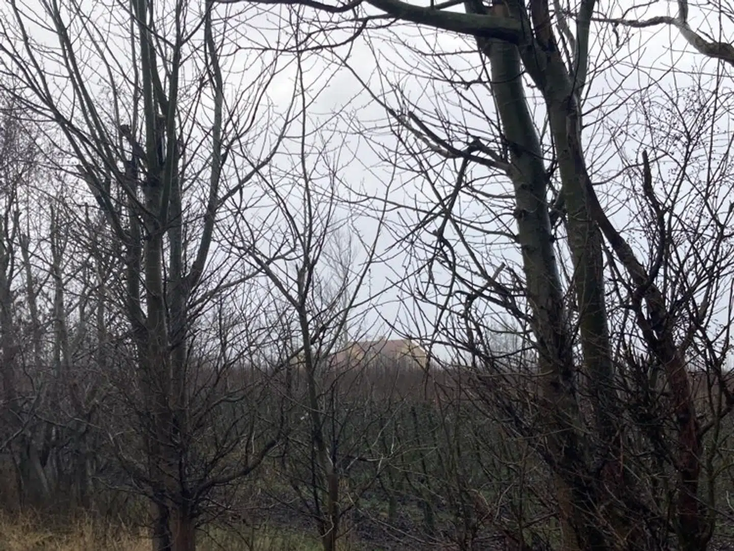 »Det Gule Hus« ligger midt i Bernd Grieses store frugtplantage i udkanten af Skælskør og kan skimtes mellem træerne. Huset dannede ramme om et skelsættende møde i Harboe-familien i december 2019.