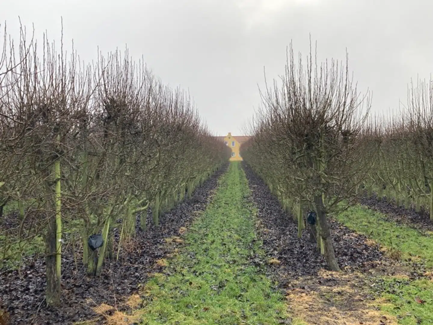 Efter familiemødet i »Det Gule Hus« – som man her kan skimte mellem træerne i Bernd Grieses frugtplantage – i december 2019 har Karina Harboe Laursen ikke sat sine fødder på Harboes Bryggeri. I dag har hun heller ikke kontakt til sine søstre.