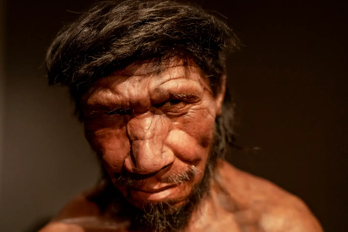 Er Aske Munck genetisk beslægtet med neandertalerne? Muligvis. Foto fra neandertal-udstillingen på Statens Naturhistoriske Museum. Mathias Svold, Scanpix